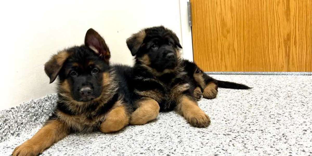 Reinrassiger Deutscher Schäferhund Kaufen: Ein umfassender Leitfaden